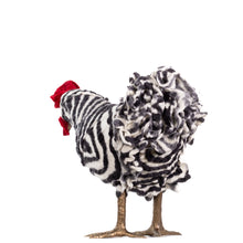 Load image into Gallery viewer, Little Amadeus