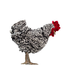 Load image into Gallery viewer, Little Domino