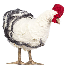 Load image into Gallery viewer, Carolina