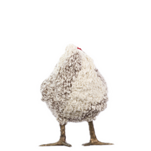 Load image into Gallery viewer, Little Nut