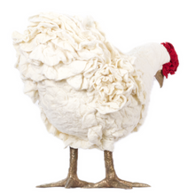 Load image into Gallery viewer, Graciana