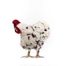 Load image into Gallery viewer, Little Saya