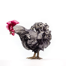 Load image into Gallery viewer, Little Peter