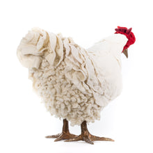 Load image into Gallery viewer, Kenny Penny